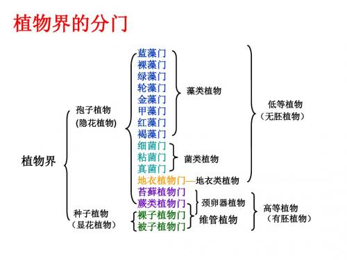 低等植物-藻、菌、地衣