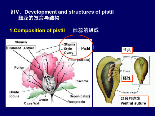 8花雌蕊的发育与结构