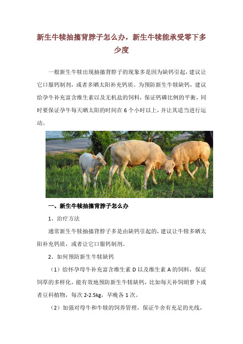 新生牛犊抽搐背脖子怎么办,新生牛犊能承受零下多少度