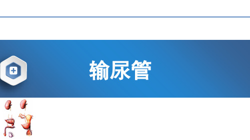 人体解剖学：输尿管的认识教学课件