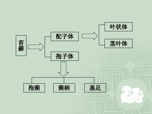 蕨类植物