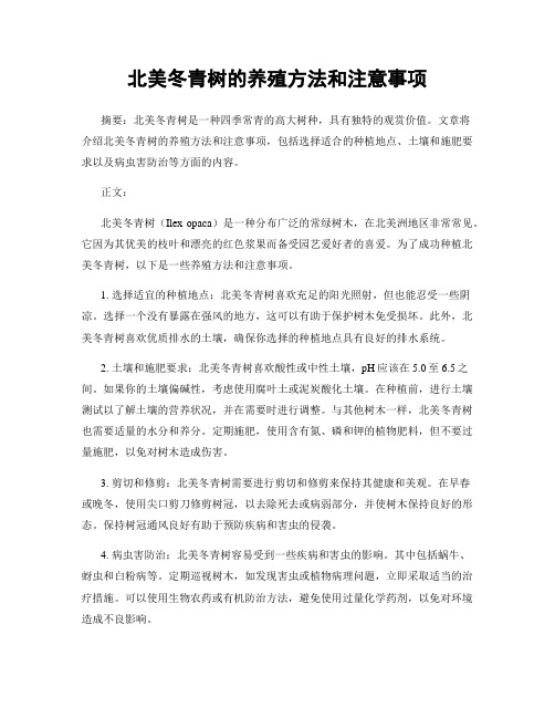 北美冬青树的养殖方法和注意事项