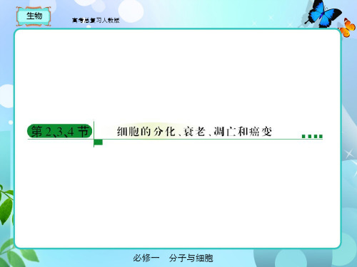 人教版高考总复习-生物必修一6-2、3、4市公开课获奖课件省名师示范课获奖课件