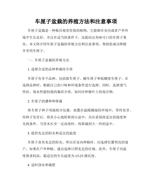 车厘子盆栽的养殖方法和注意事项