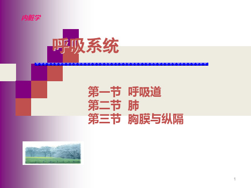 系统解剖学呼吸系统ppt课件