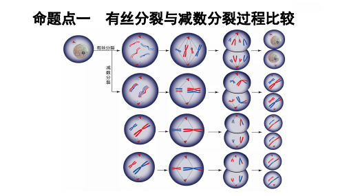 高三一轮复习减数分裂与有丝分裂的关系