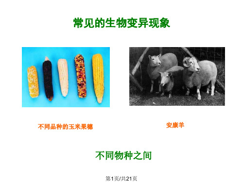 八年级生物生物变异