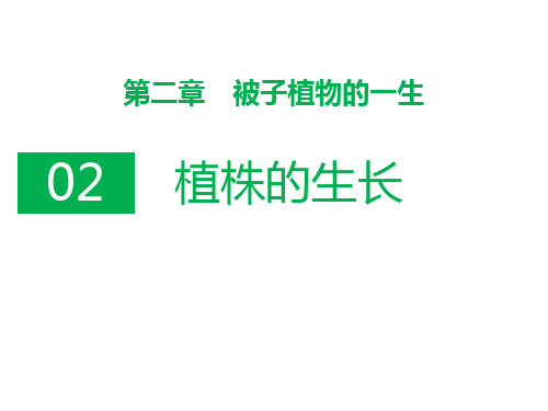 人教版七年级生物上册 植株的生长 课件