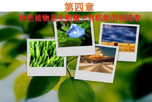 绿色植物是生物圈中有机物的制造者课件(新人教版)