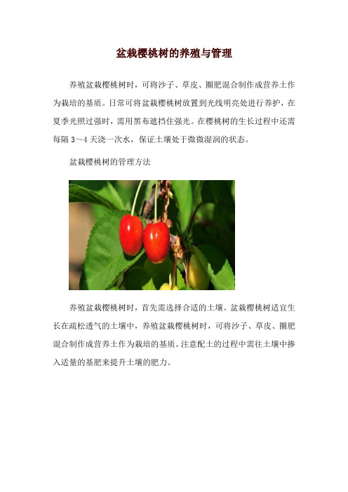 盆栽樱桃树的养殖与管理