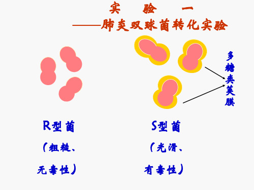 肺炎双球菌转化实验(精)