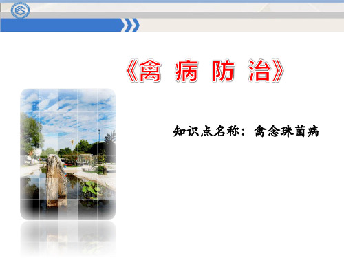 51禽念珠菌病