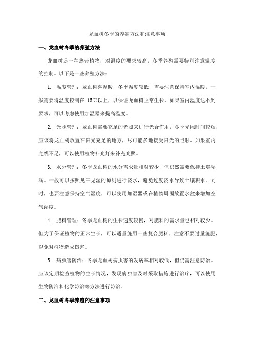 龙血树冬季的养殖方法和注意事项