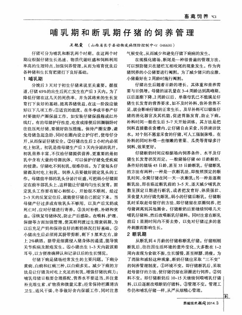 哺乳期和断乳期仔猪的饲养管理