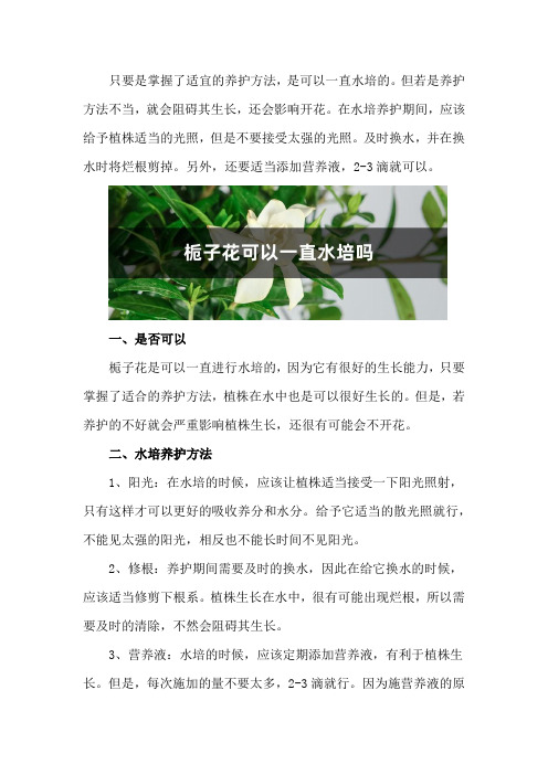 栀子花可以一直水培吗