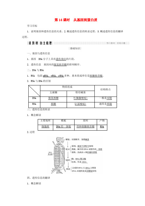 高中生物 第四章 遗传的分子基础 第14课时 从基因到蛋白质学案 苏教版必修2-苏教版高一必修2生物