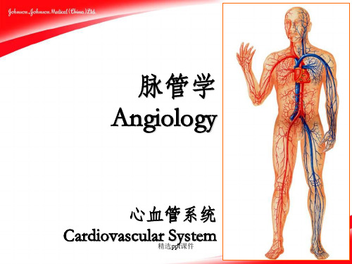 心的血管图示