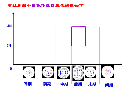 有丝分裂与减数分裂课件