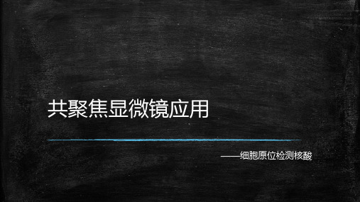 共聚焦显微镜应用PPT课件