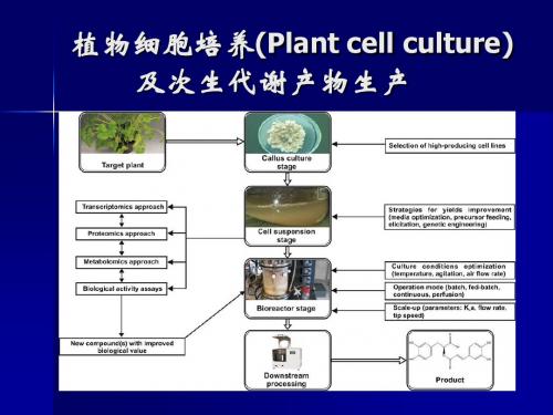 植物细胞培养(Plant cell culture)