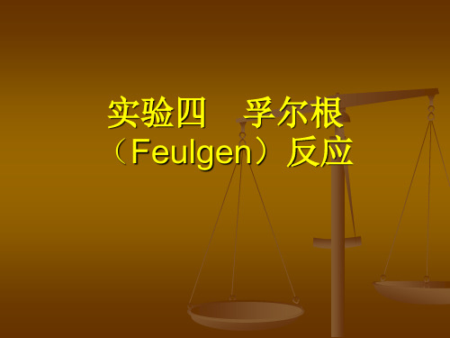 实验四 孚尔根(FEULGEN)反应