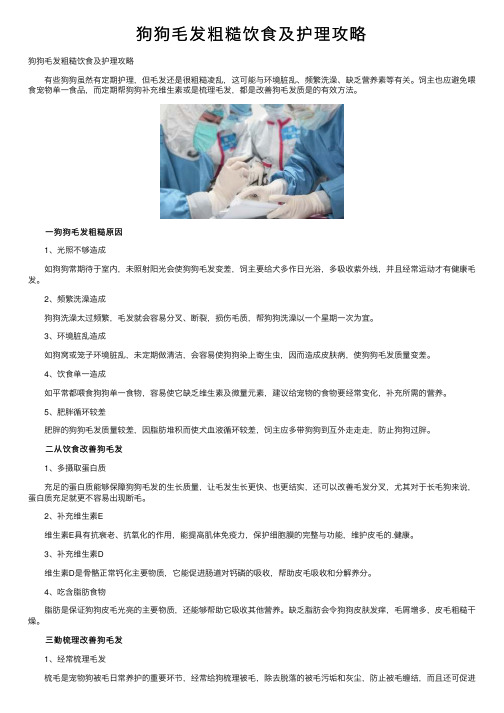 狗狗毛发粗糙饮食及护理攻略