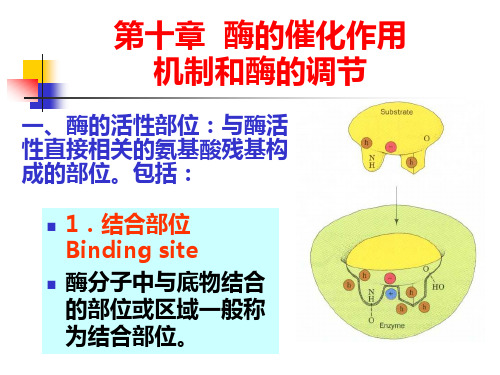 王镜岩高级生物化学 酶的作用机制和酶的调节