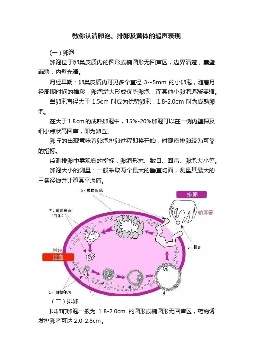 教你认清卵泡、排卵及黄体的超声表现