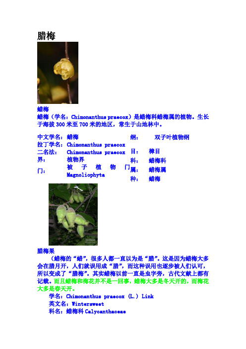 腊梅