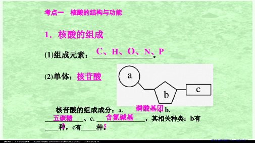 14核酸糖类和脂质