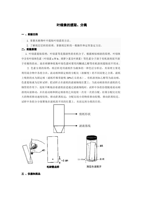 实验六叶绿素的提取分离