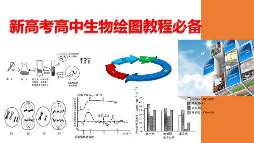 新高考高中生物原创试题绘图教程必备