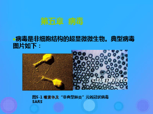 《病毒》课件(人教版生物)