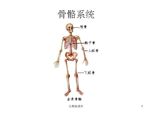 人体解剖学图谱ppt课件