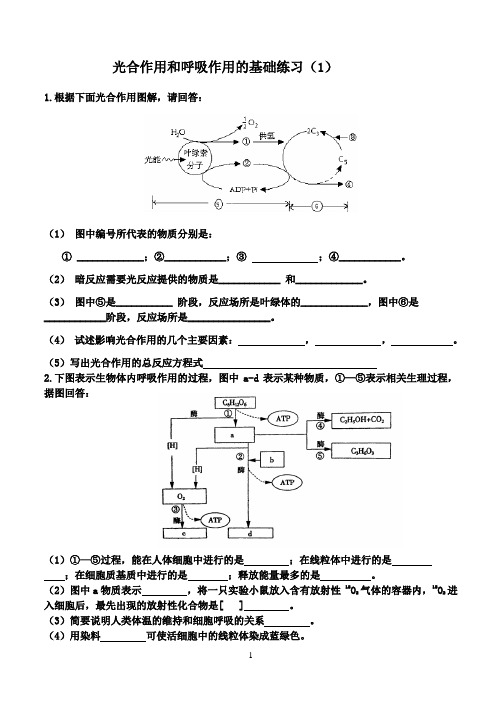 光合作用和呼吸作用的基础练习