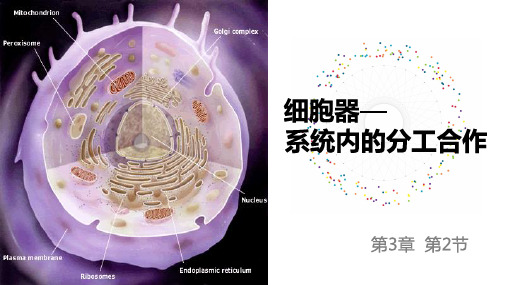 高中生物必修一细胞器课件