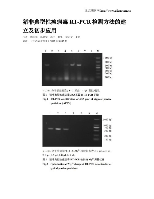 猪非典型性瘟病毒RT-PCR检测方法的建立及初步应用