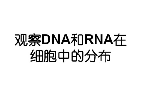 高一生物观察DNA和RNA在细胞中的分布