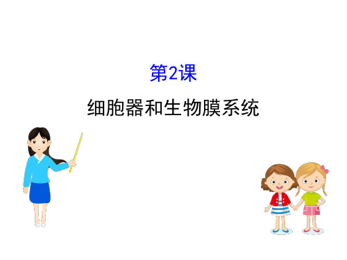 高考生物一轮复习2.2细胞器和生物膜系统课件