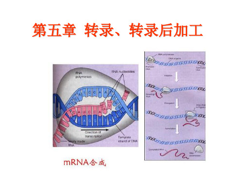 5-转录、转录后加工