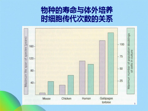 细胞衰老与凋亡(共34张PPT)