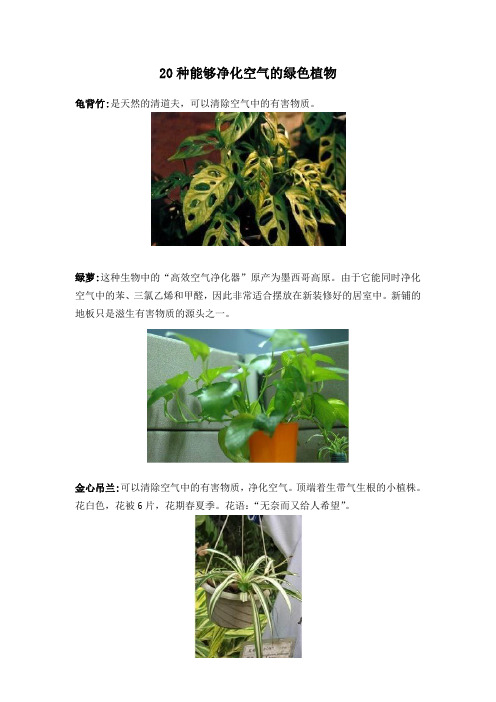 20种能够净化空气的绿色植物