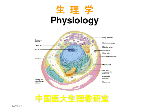 生理学Physiology研究报告