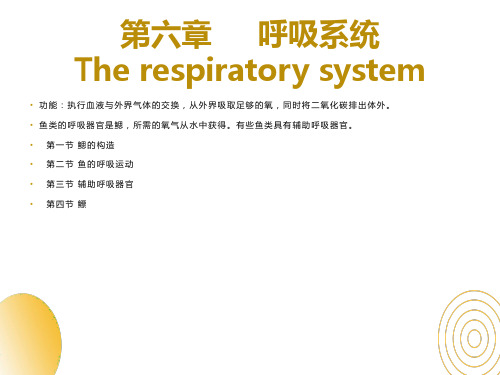 鱼类的呼吸系统