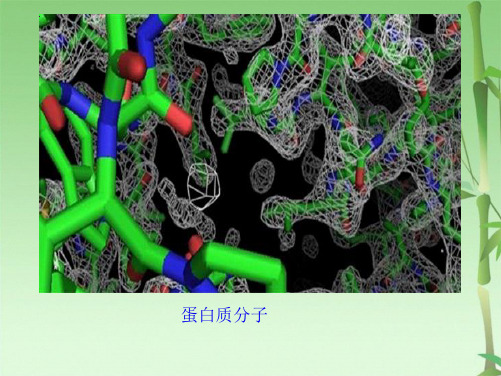 高考生物总复习细胞的分子组成和结构(共30张PPT)