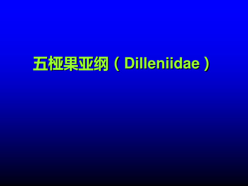 五桠果亚纲(Dilleniidae)