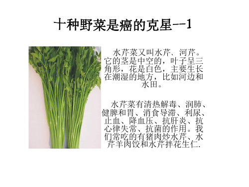 学习十种野菜是癌的克星的PPT图片