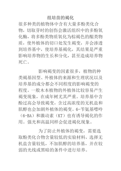 组培苗的褐化