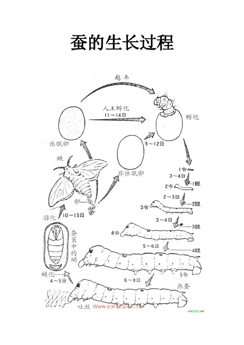 蚕的生长过程