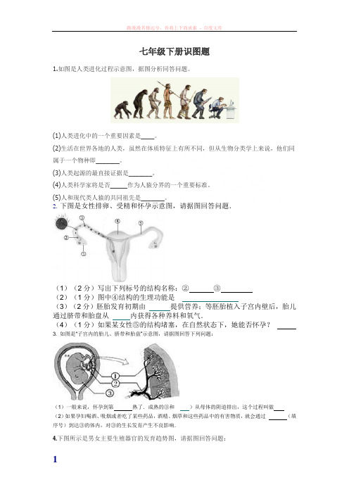 生物七年级下册生物期中识图题